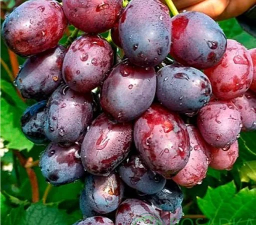 Саженцы винограда: лучшие сорта на весну 2026 года - фото № 5