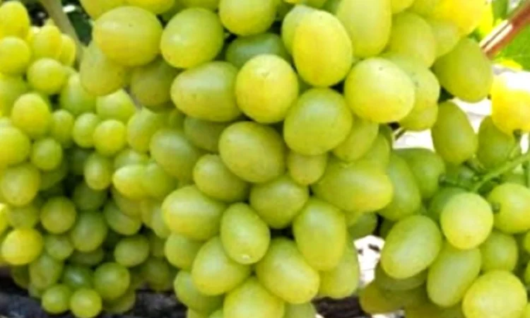 Саженцы винограда: лучшие сорта на весну 2026 года - фото № 6