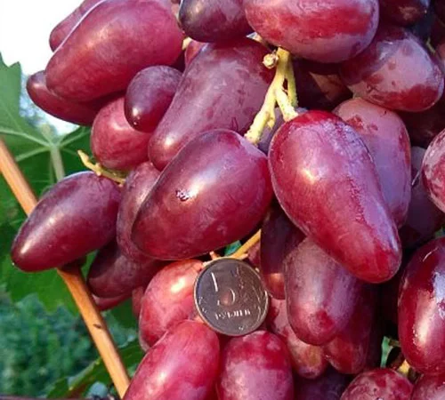 Саженцы винограда: лучшие сорта на весну 2026 года - фото № 7