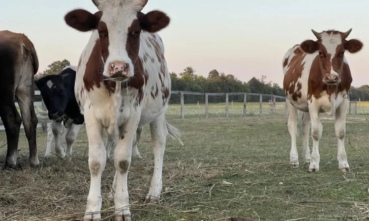 Продам ВРХ живою вагою - фото № 1