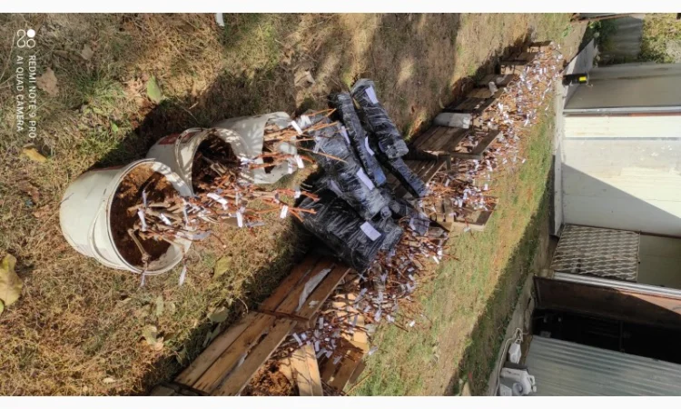 Продаются саженцы винограда - фото № 1