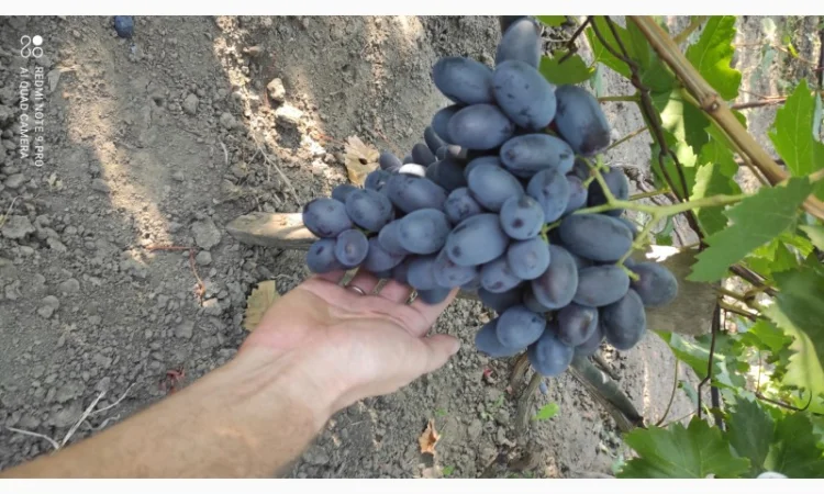 Продаются саженцы винограда - фото № 2