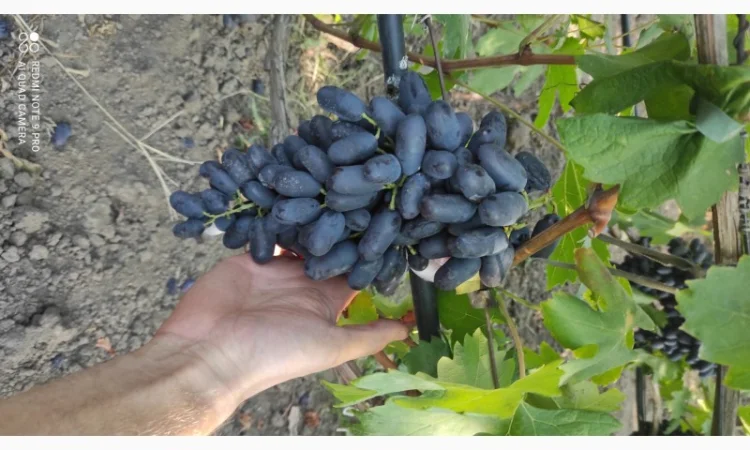 Продаются саженцы винограда - фото № 3