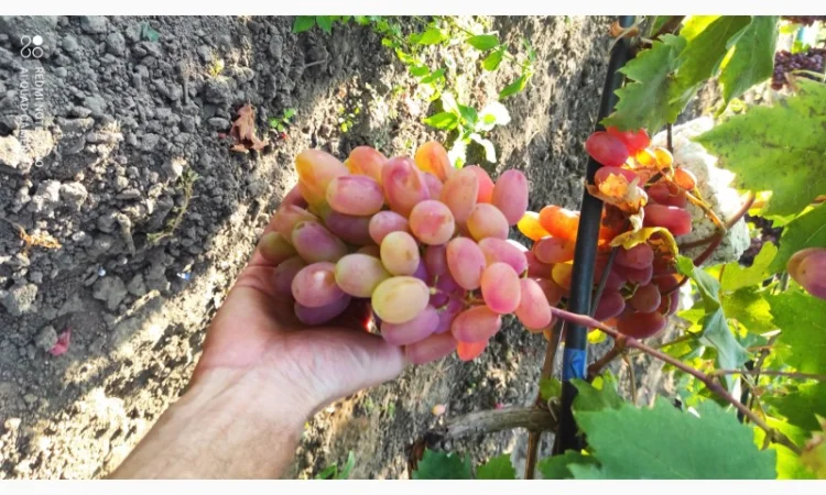 Продаются саженцы винограда - фото № 4