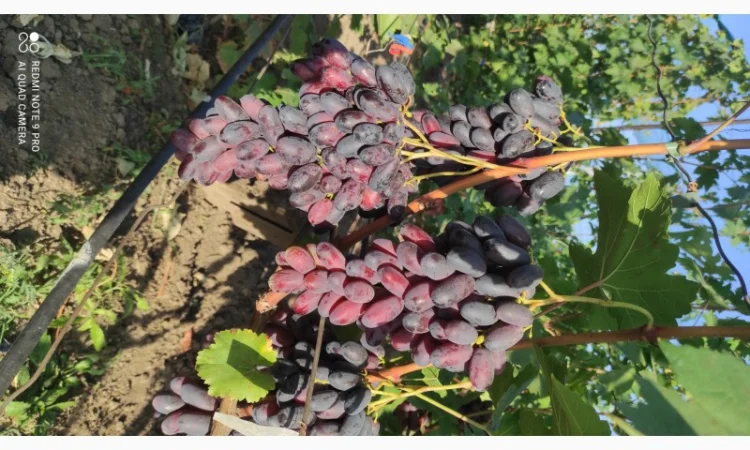 Продаются саженцы винограда - фото № 5