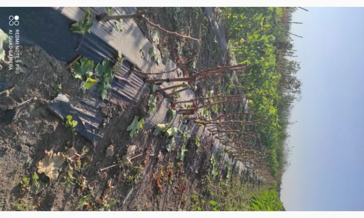 Продаются саженцы винограда - фото № 6