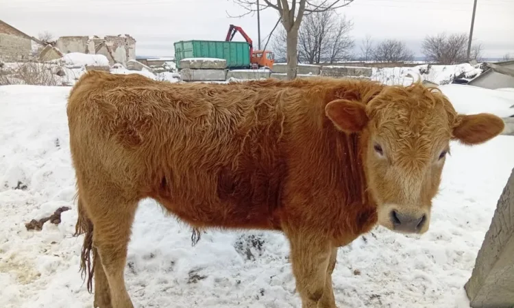 Бик ,бичок, телиця. Жива вага - фото № 1