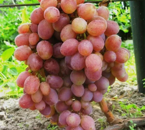 Саджанці винограду Багровий - 2-річні - фото № 1