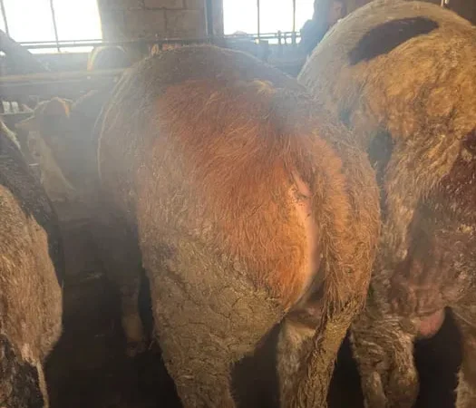 Бик бичок халяль телята - фото № 1