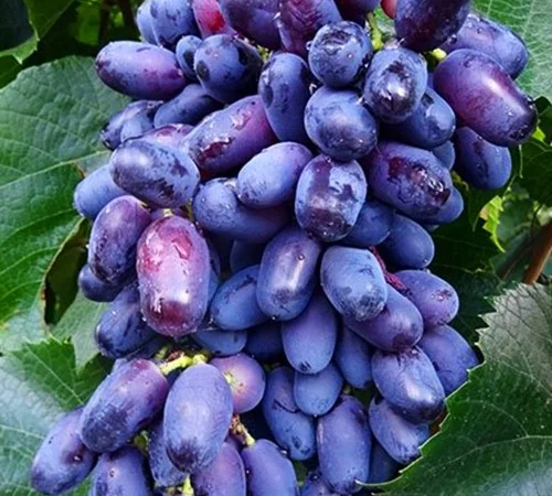 Саджанці винограду Академік - 2-річні - фото № 1