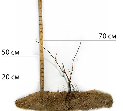 Саджанці винограду Академік - 2-річні - фото № 2