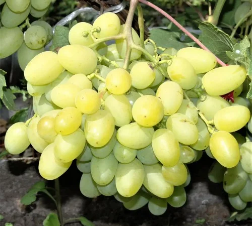 Саджанці винограду Арні - 2 роки - фото № 1