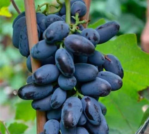 Саджанці винограду Байконур - 2 роки - фото № 1