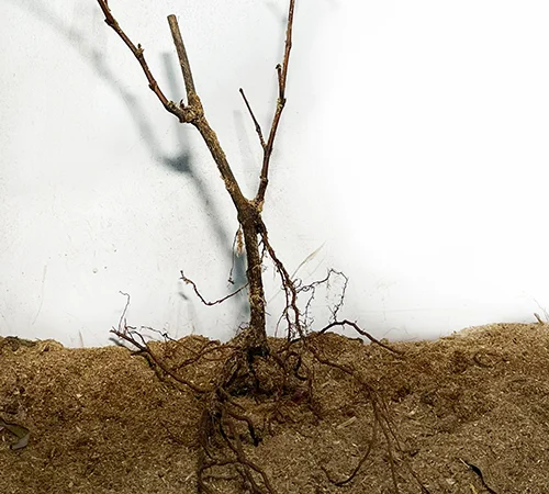 Саджанці винограду Аркадія - 2 роки - фото № 3