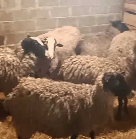 Продам баранину! Молодых ягнят! - фото № 1