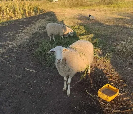 Продам баранину живой вес - фото № 1