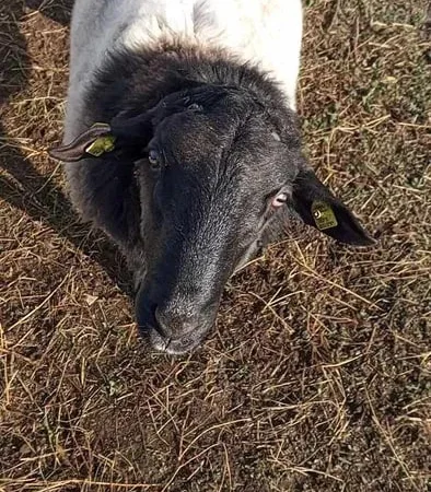 Продам баранину (дорпер, Романовка) жива вага - фото № 1