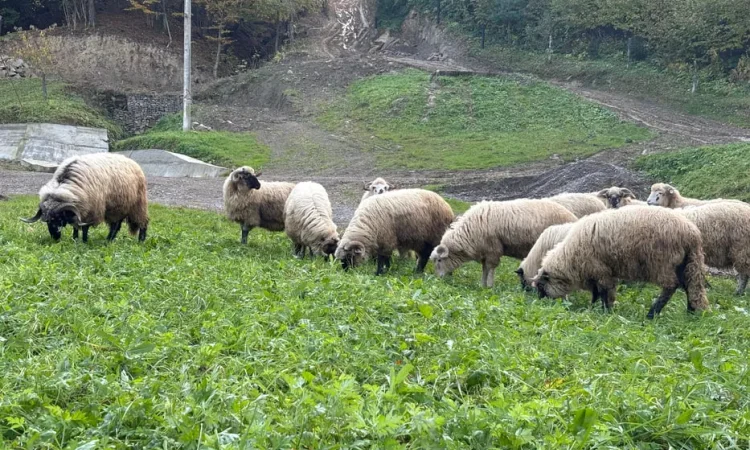 Продам Баранину живою вагою! - фото № 1