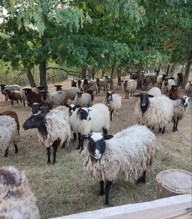 Продам баранину,ягнятіну живою вагою або тушкой - фото № 1