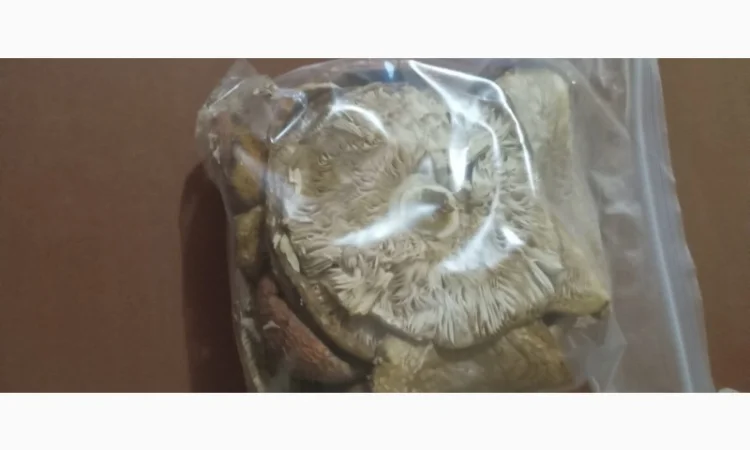 Мухоморы красные сухие - фото № 1