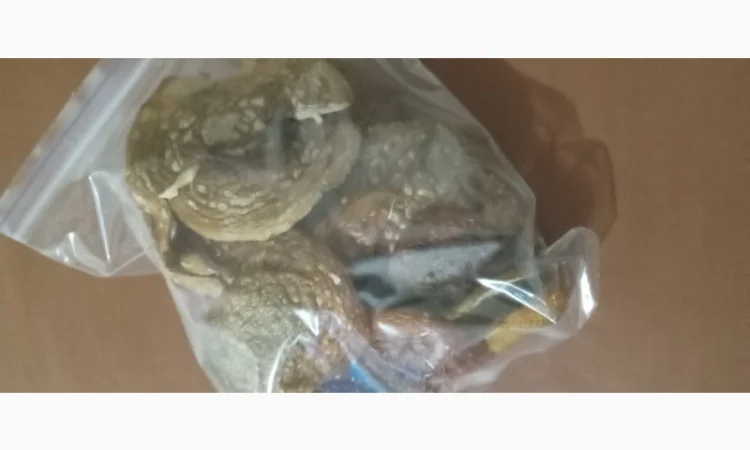 Мухоморы красные сухие - фото № 2