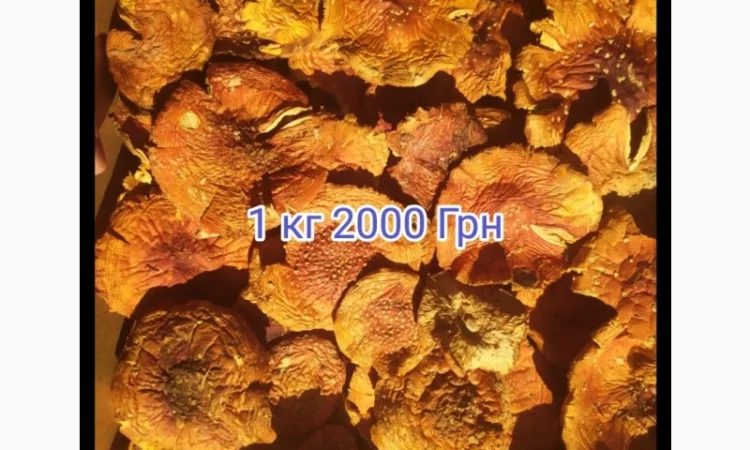 Мухомор красный - фото № 1