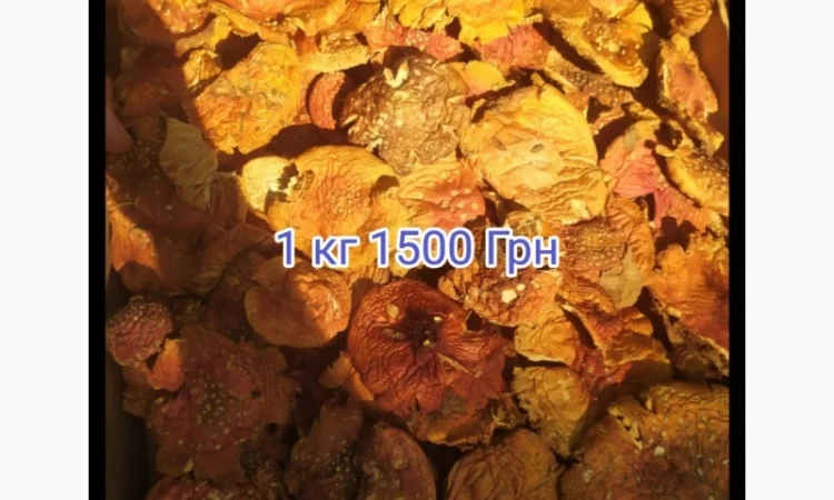 Мухомор красный - фото № 2