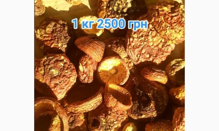 Мухомор красный - фото № 3