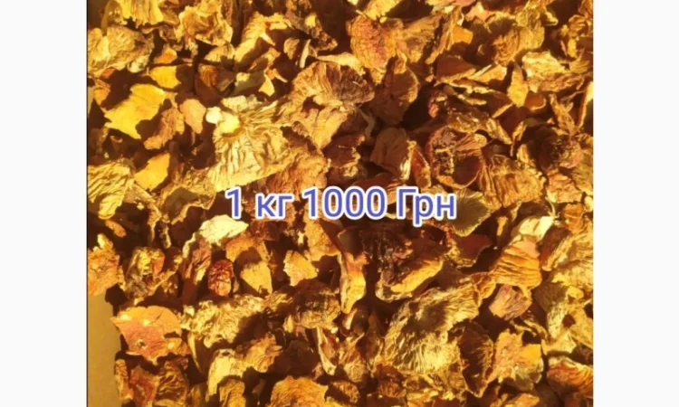 Мухомор красный - фото № 4