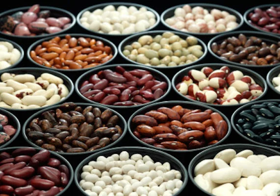 Посівмат квасолі. Насіння квасолі - фото № 1