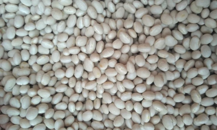 Квасоля Фасоль неві бінс - фото № 1