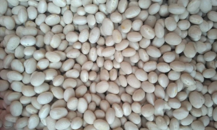 Квасоля Фасоль неві бінс - фото № 2