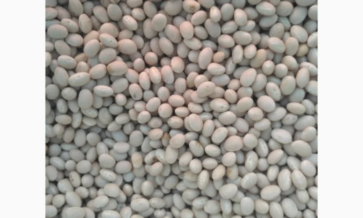 Квасоля Фасоль неві бінс - фото № 3