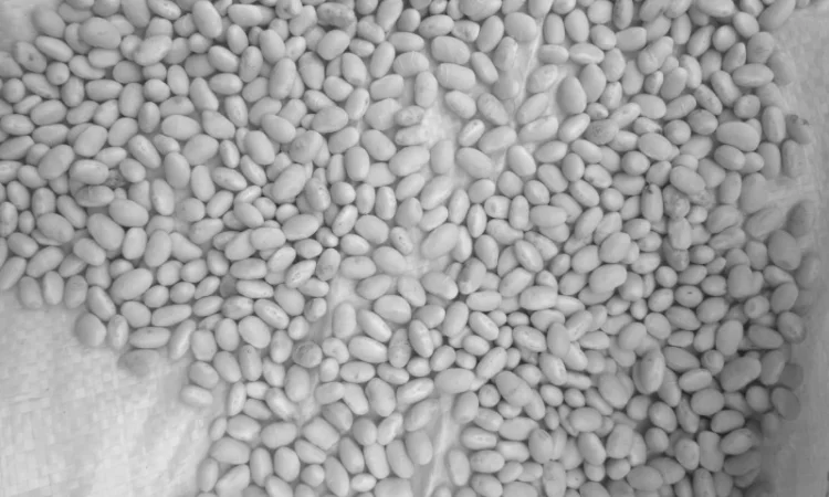 Квасоля Фасоль неві бінс - фото № 4