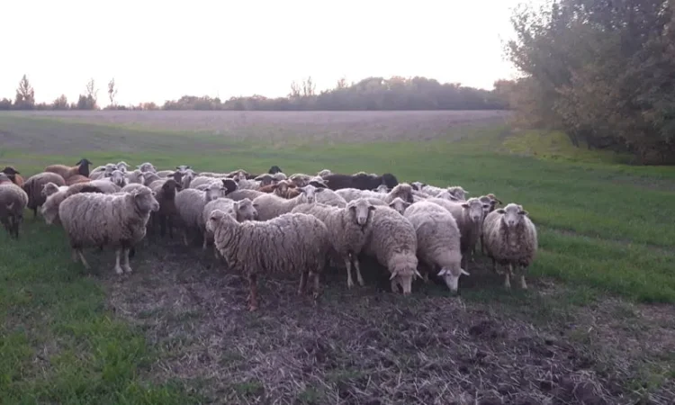 Бараны живой вес - фото № 1