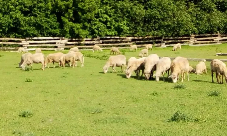 Овечки, бараны, овцы - фото № 1