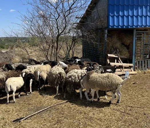 Бараны дорперы 75% живым весом - фото № 1