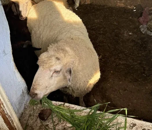 Овцы бараны ягнята , жива вага - фото № 1