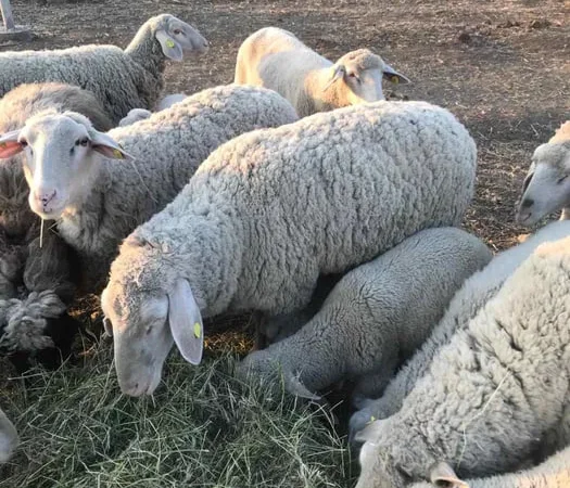 Вівці , жива вага , вівці на мясо. Овцы живой вес - фото № 1