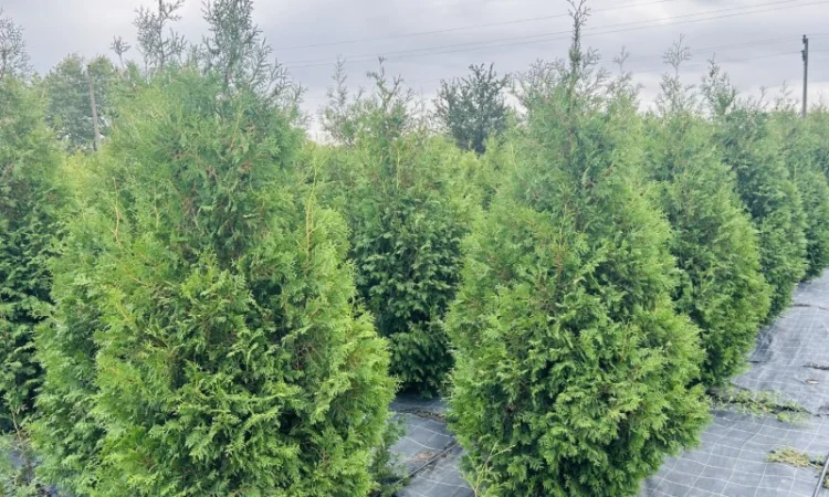 Продается туя разных сортов - фото № 1
