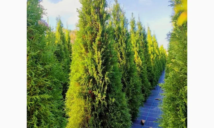 Продается туя разных сортов - фото № 2