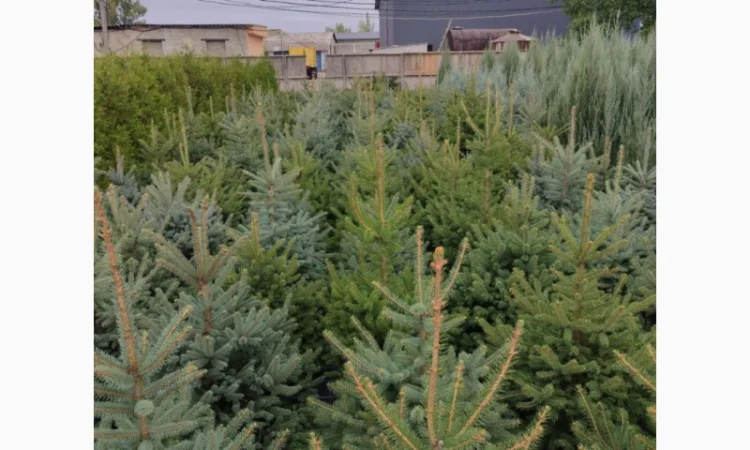 Продается туя разных сортов - фото № 3