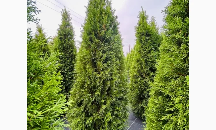 Продается туя разных сортов - фото № 4