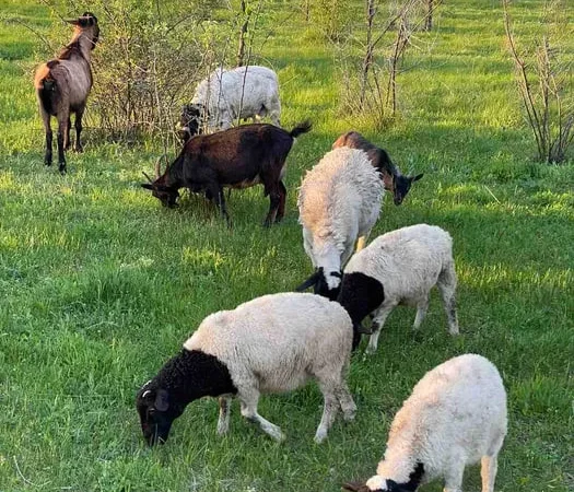 Вівці дорпери (овцы, бараны) ціна за кг - фото № 1