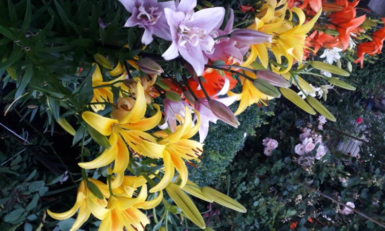 Саженцы туи Смарагд и других растений - фото № 10