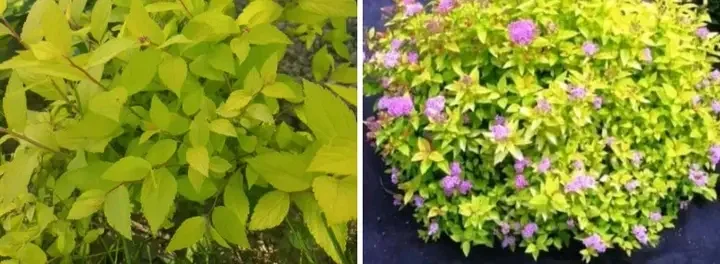 Саженцы туи Смарагд и других растений - фото № 11