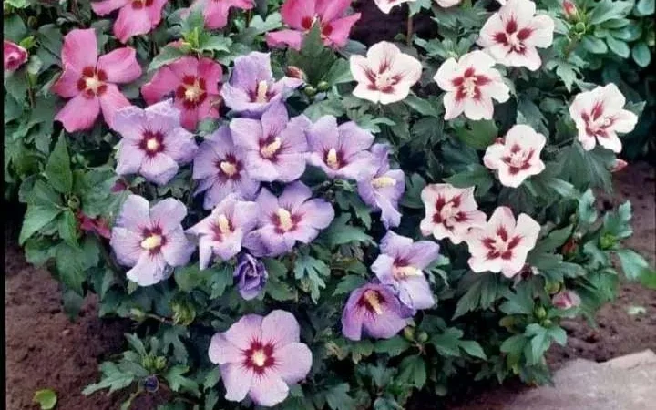 Саженцы туи Смарагд и других растений - фото № 12