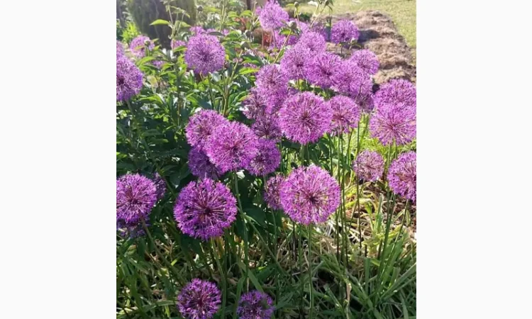 Саженцы туи Смарагд и других растений - фото № 13