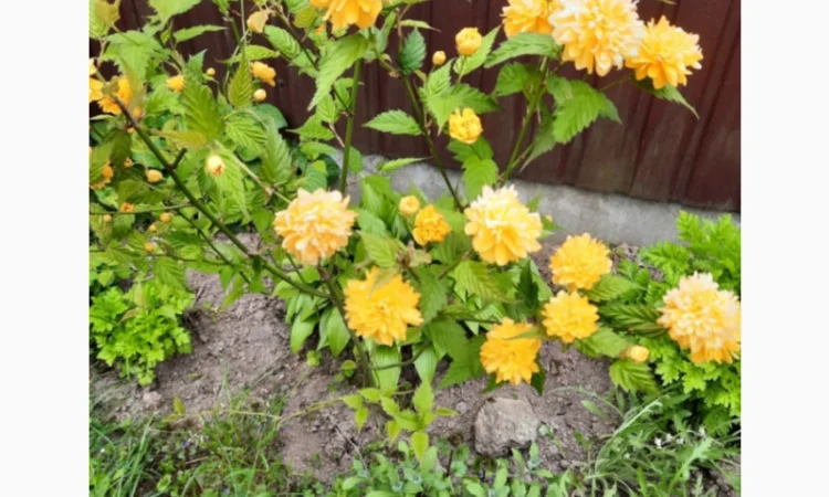 Саженцы туи Смарагд и других растений - фото № 14