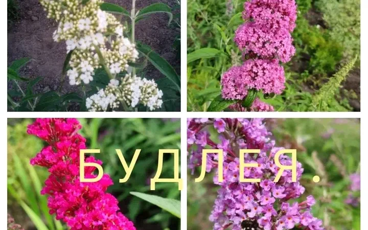 Саженцы туи Смарагд и других растений - фото № 15